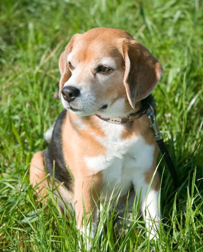 Beagle dog sitting in the grass