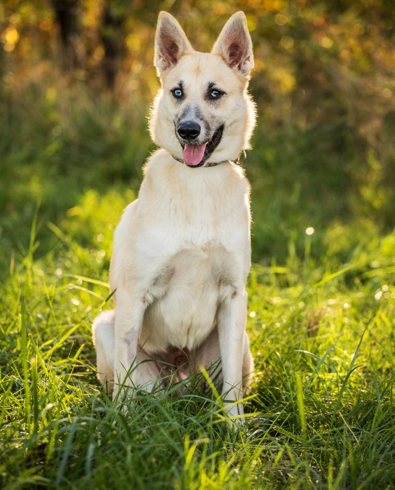 shepherd dog sitting outside in the grass