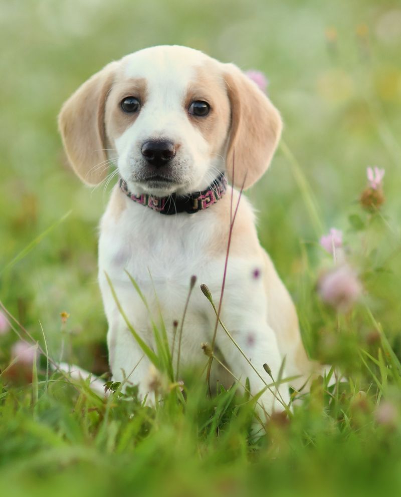 Cute puppy sitting in the grass