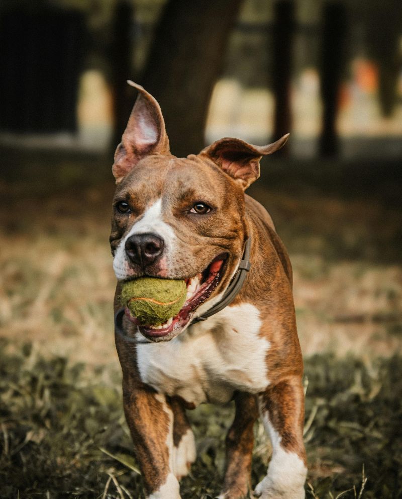 Happy dog with tennis ball in its mouth